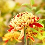 重陽の節句と菊の花