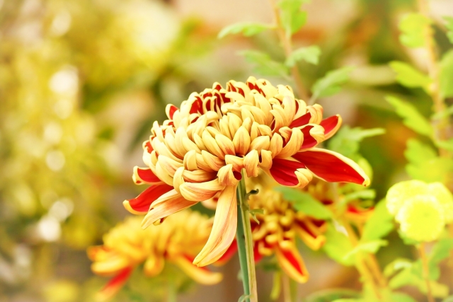 重陽の節句と菊の花