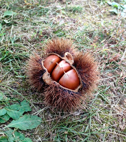 いがぐり